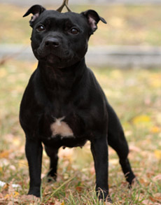 стаффордширский бультерьер